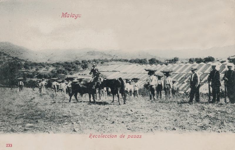 Ancienne carte postale de Malaga, de 1904 : la récolte du raisin sec dans les champs, avec des journaliers et des bêtes de somme